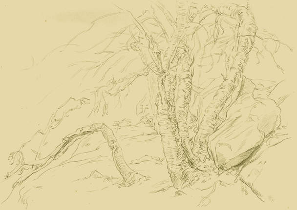 Dominique Millar_Banksia Trees and scrub