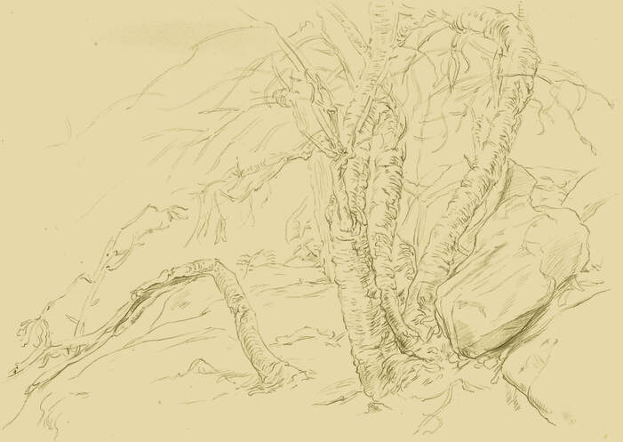 Dominique Millar_Study of Banksias